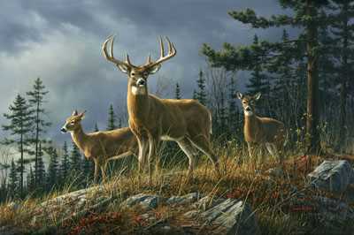 Autumn Whitetails by Jim Hautman Pricing Limited Edition Print image