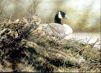 Canada Goose by Alan Hunt Pricing Limited Edition Print image