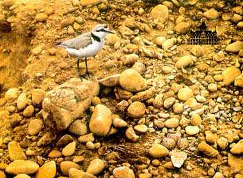 Shoreline Camouflage by Alan Hunt Pricing Limited Edition Print image