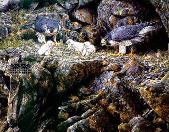 Peregrine Falcon Famly by Alan Hunt Pricing Limited Edition Print image