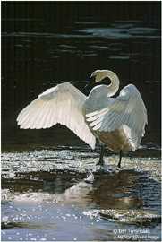 Into Light Swan by Terry Isaac Pricing Limited Edition Print image