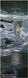 Snow Shadows Cougar by Terry Isaac Pricing Limited Edition Print image