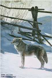 Rail Fence Coyote by Terry Isaac Pricing Limited Edition Print image