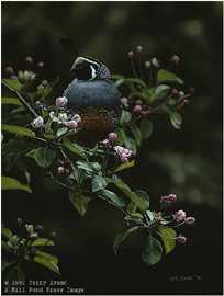 Orchard Quail by Terry Isaac Pricing Limited Edition Print image