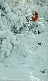 Winter Red by Terry Isaac Pricing Limited Edition Print image