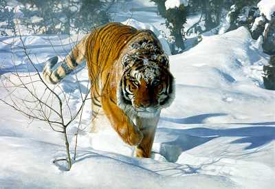Tyger Tyger by Terry Isaac Pricing Limited Edition Print image