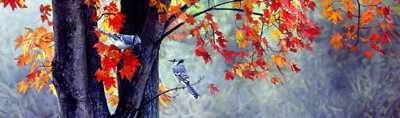Fall Colors by Terry Isaac Pricing Limited Edition Print image