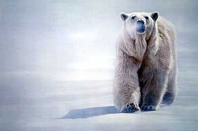 Face Off Polar by Terry Isaac Pricing Limited Edition Print image