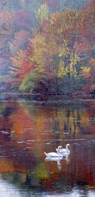 Autumn Reflections by Terry Isaac Pricing Limited Edition Print image