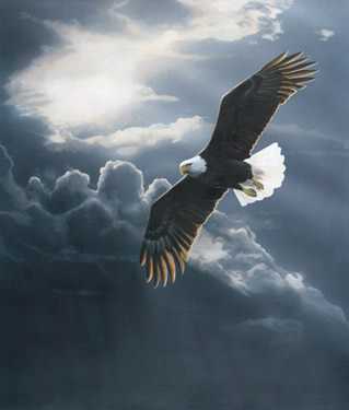 Out Of Storm Eagle by Terry Isaac Pricing Limited Edition Print image