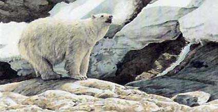 Polar Bear by Terry Isaac Pricing Limited Edition Print image