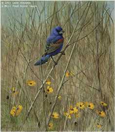 Blue Grosbeak by Lars Jonsson Pricing Limited Edition Print image