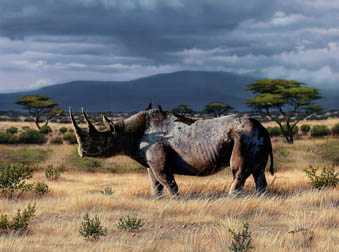 Serengeti Rhino by Rick Kelley Pricing Limited Edition Print image