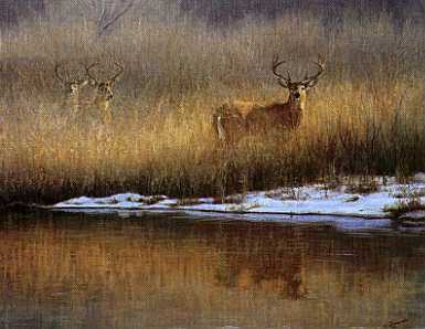 Winter Whitetail by John Banovich Pricing Limited Edition Print image