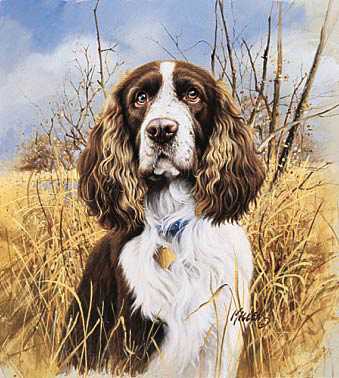 Thats My Dog Springer by James Killen Pricing Limited Edition Print image