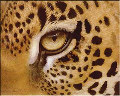 Leopard Eye by Laura Mark-Finberg Pricing Limited Edition Print image
