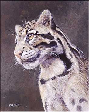 Clouded Leopard by Laura Mark-Finberg Pricing Limited Edition Print image