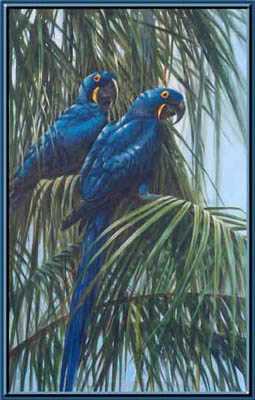 Hyacinth Macaws by Gamini Ratnavira Pricing Limited Edition Print image