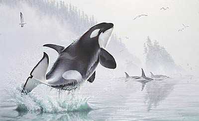 Teeming Waters Orcas by Lee Kromschroeder Pricing Limited Edition Print image