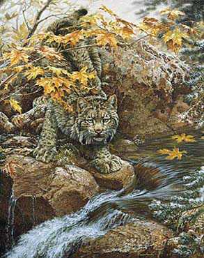 First Fall Lynx by Lee Kromschroeder Pricing Limited Edition Print image