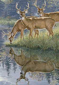 Whitetail Morning by Lee Kromschroeder Pricing Limited Edition Print image
