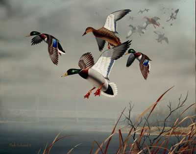 Meridian Mallards by Mark S Anderson Pricing Limited Edition Print image