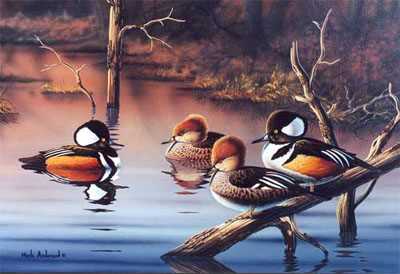 Hooded Mergansers by Mark S Anderson Pricing Limited Edition Print image