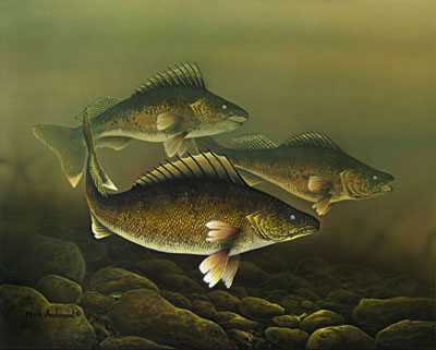 Walleyes by Mark S Anderson Pricing Limited Edition Print image