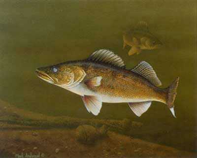 Oahe Lunkers by Mark S Anderson Pricing Limited Edition Print image