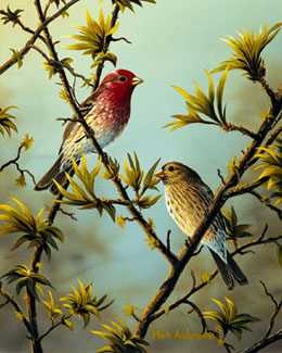 House Finch by Mark S Anderson Pricing Limited Edition Print image
