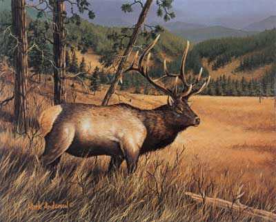 Black Hills Royal by Mark S Anderson Pricing Limited Edition Print image