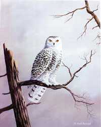 Snowy Owl by Mark S Anderson Pricing Limited Edition Print image