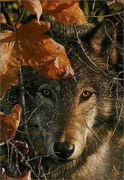 Autumn Eyes by Collin Bogle Pricing Limited Edition Print image