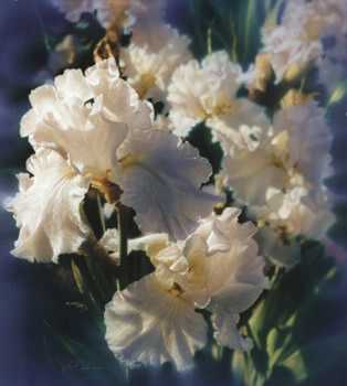 Fleur De Lis by Collin Bogle Pricing Limited Edition Print image