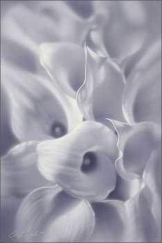 Cool Lilies by Collin Bogle Pricing Limited Edition Print image