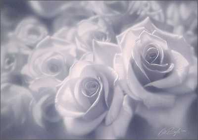 Cool Roses by Collin Bogle Pricing Limited Edition Print image