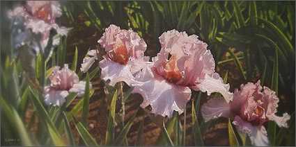 Pink Iris Garden by Collin Bogle Pricing Limited Edition Print image