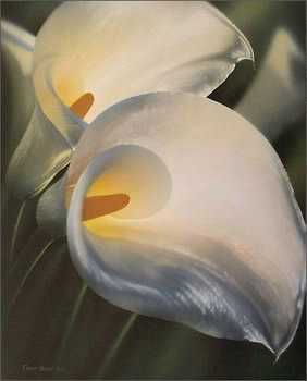Lilies by Collin Bogle Pricing Limited Edition Print image