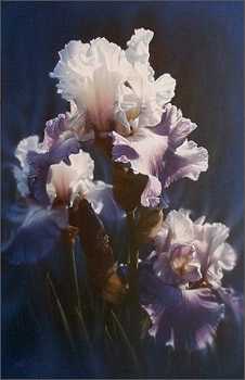 Purple Iris by Collin Bogle Pricing Limited Edition Print image