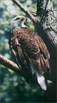 Majestic Eagle by Collin Bogle Pricing Limited Edition Print image