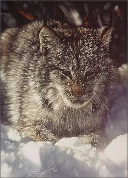 Snow Covered Lynx by Collin Bogle Pricing Limited Edition Print image