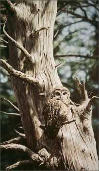 Spotted Owl by Collin Bogle Pricing Limited Edition Print image