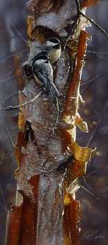 Sunlit Birch by Collin Bogle Pricing Limited Edition Print image