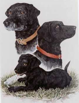 Black Lab Life Cycle by Helen Howerton Pricing Limited Edition Print image