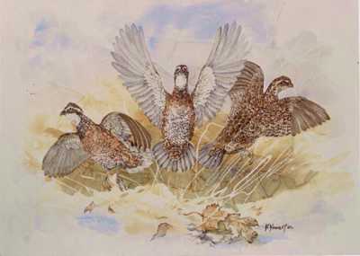 Bobwhite Flush by Helen Howerton Pricing Limited Edition Print image