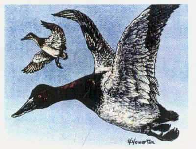 Canvasbacks by Helen Howerton Pricing Limited Edition Print image