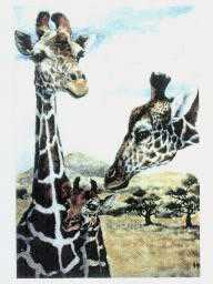 Giraffe Study by Helen Howerton Pricing Limited Edition Print image