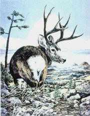 Pine Ridge Muley by Helen Howerton Pricing Limited Edition Print image