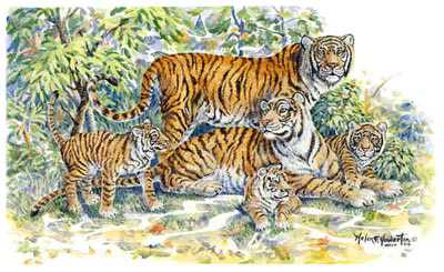 Big Cats Tigers by Helen Howerton Pricing Limited Edition Print image