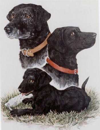 Black Lab Life Cyc by Helen Howerton Pricing Limited Edition Print image